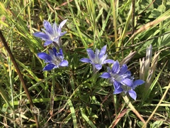 Gentiana dshimilensis