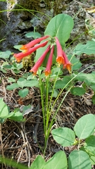 Lonicera arizonica