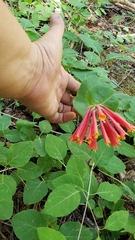Lonicera arizonica