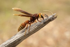 Montezumia ferruginea