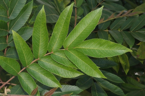 Rhus sandwicensis observed 2024-08-01