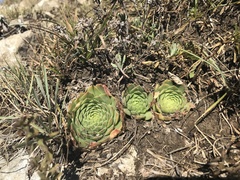 Sempervivum caucasicum