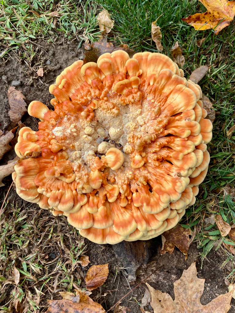 chicken of the woods