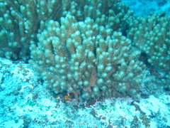 Cladiella