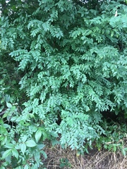 Styphnolobium affine