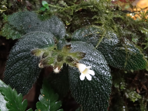 Cremosperma veraguanum