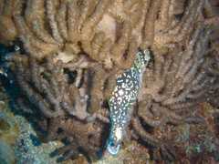 Cladiella