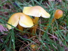 Golden Waxcap - Photo (c) Peter aka anemoneprojectors, some rights reserved (CC BY-SA)