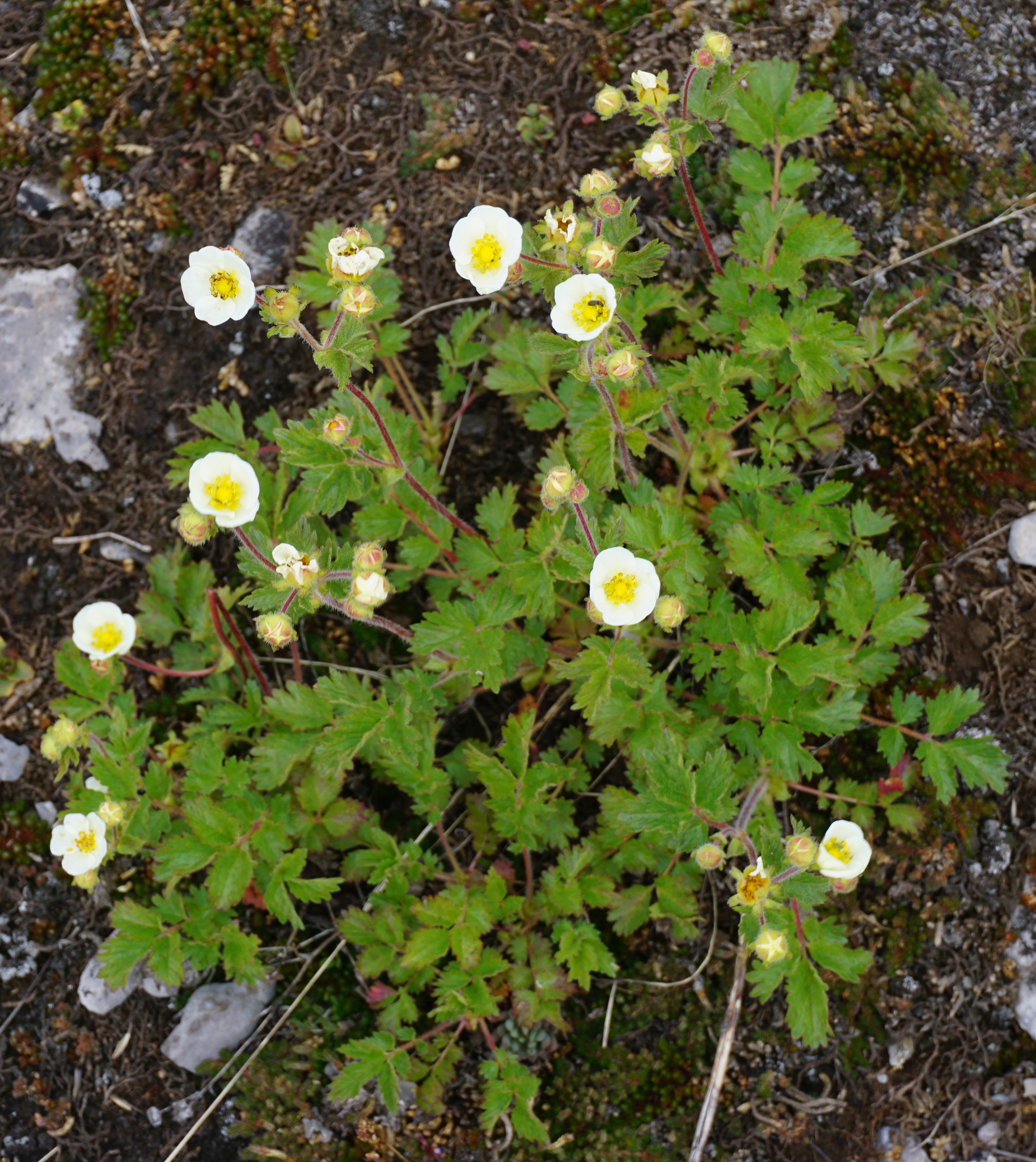 Drymocallis