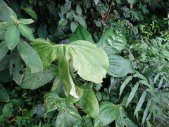 Anthurium rotundatum
