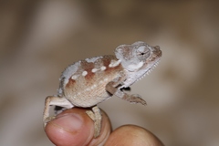 Chamaeleonidae