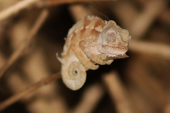 Chamaeleonidae