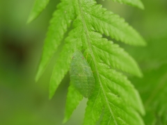 Tituria planata