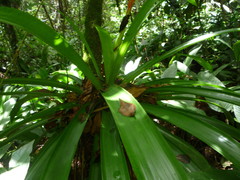 Guzmania scherzeriana
