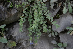 Gentiana lagodechiana