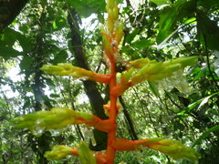 Guzmania scherzeriana