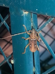 Eburia
