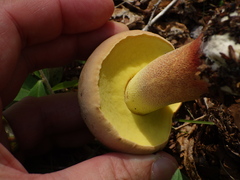 Butyriboletus brunneus