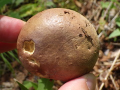 Butyriboletus brunneus