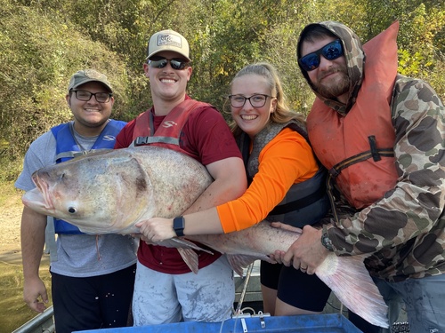 Bighead carp (Hypophthalmichthys nobilis) — Cyprinidae
