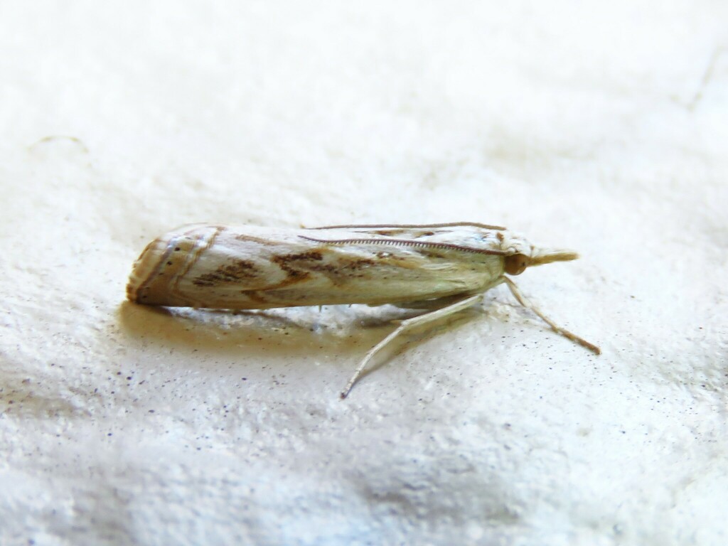 Parapediasia hulstellus