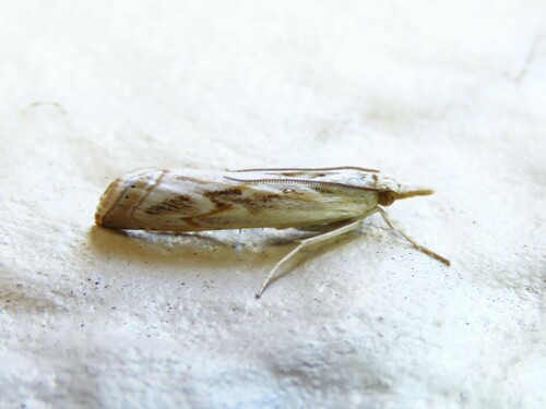 Parapediasia hulstellus