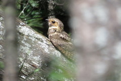 Antrostomus arizonae