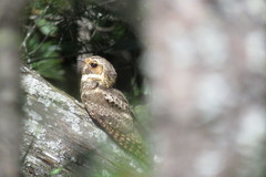 Antrostomus arizonae