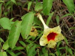 Mandevilla hirsuta