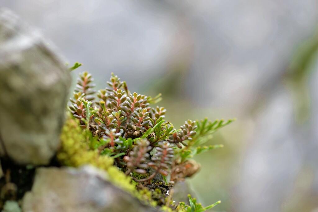 Sedum tarokoense
