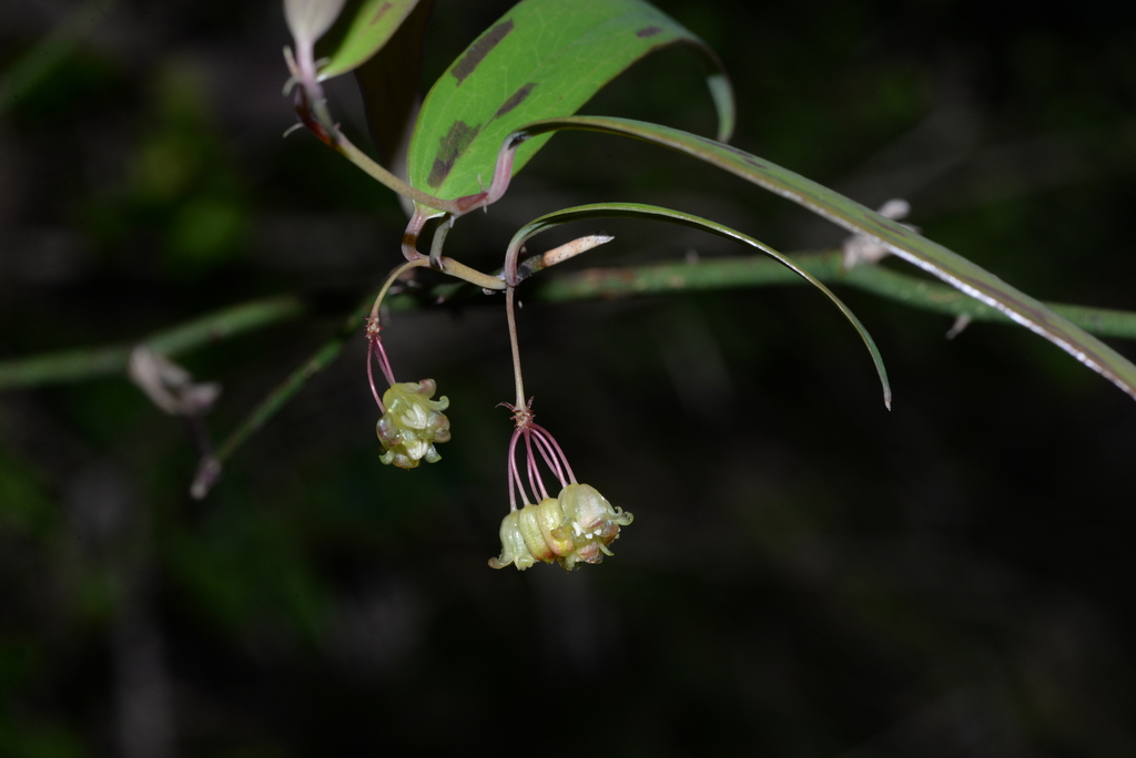 Smilax elongatoumbellata
