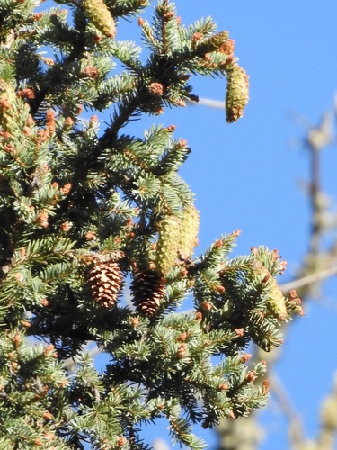 Engelmann spruce (Picea engelmannii)