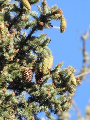 Engelmann Spruce (Picea engelmannii)