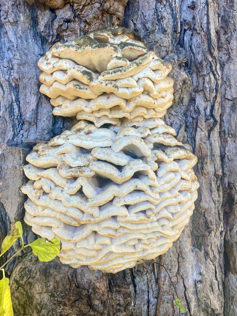 Northern Tooth