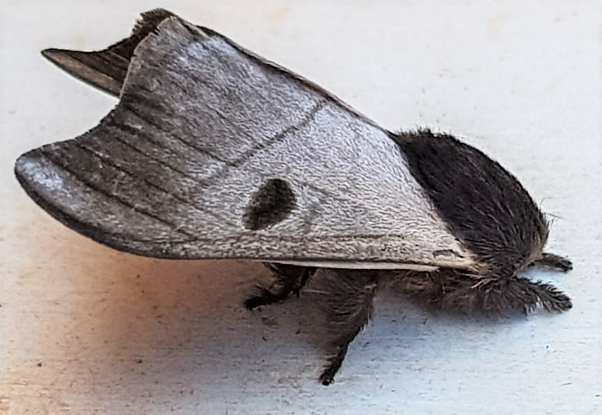 Hylesia teratex