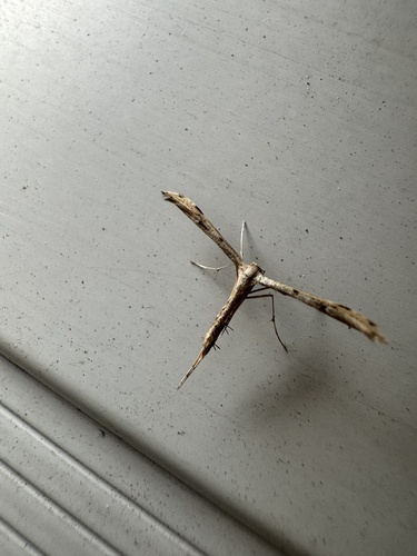 Ragweed Plume Moth photo 3