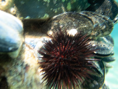 Echinodermata