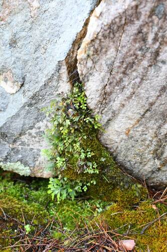 Egyptian spleenwort (Asplenium aethiopicum)