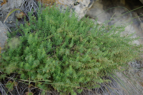 Galium brachyphyllum · iNaturalist