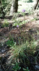 Armeria maritima elongata