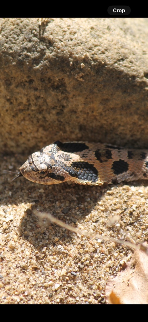 Eastern Hognose Snake from Buffalo River, Compton, AR, US on October 8 ...