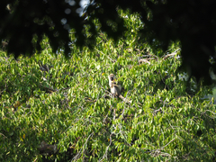 Chlorocebus tantalus