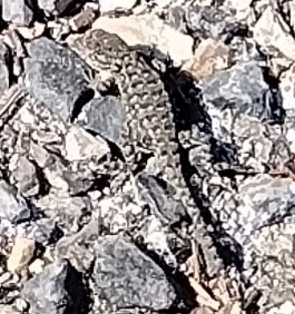 iNaturalist observation photo of Spiny Lizards