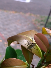 Chlorophorus signaticollis