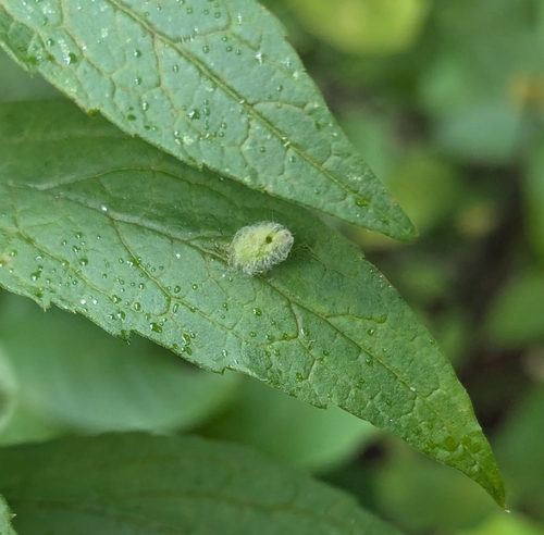Rhopalomyia clarkei photo 4