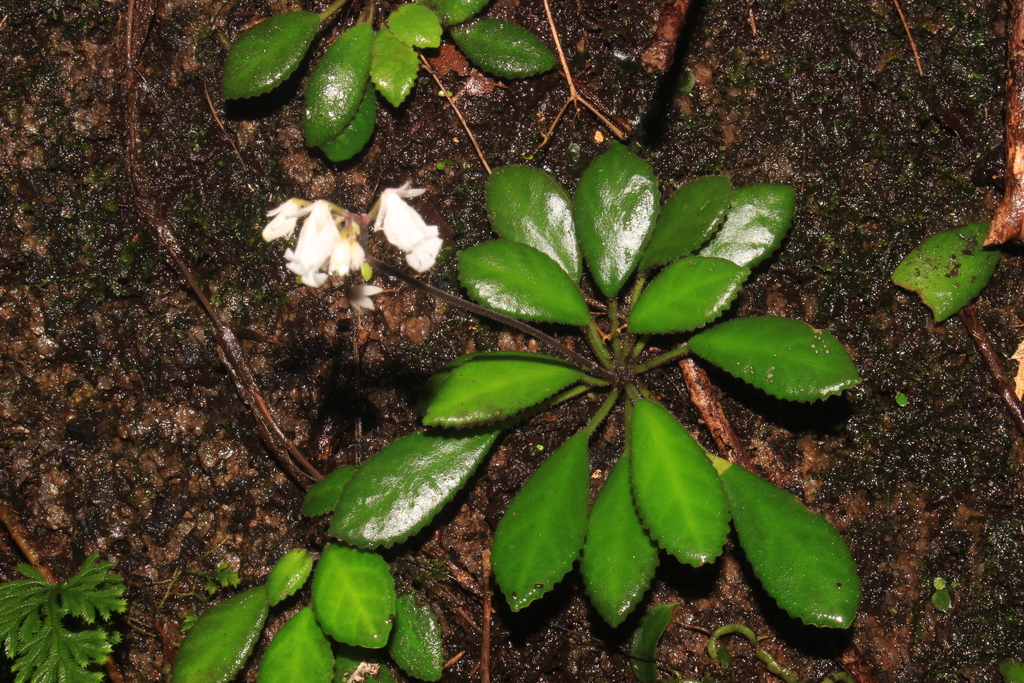 Metapetrocosmea cycnostyla (Metapetrocosmea cycnostyla)