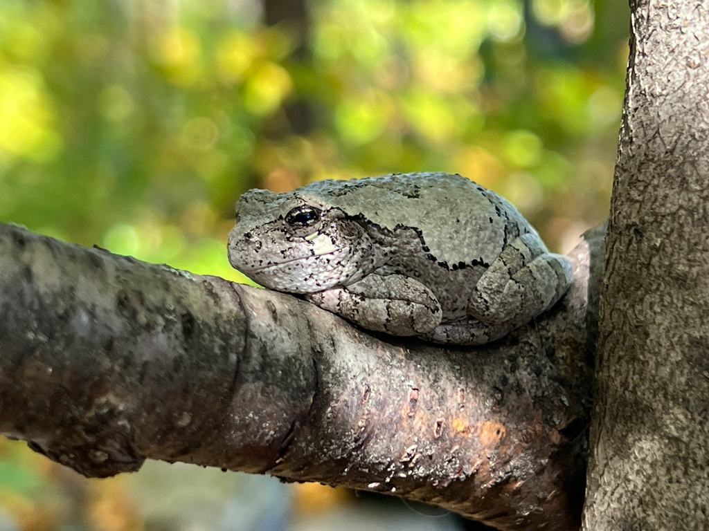 Gray Treefrog