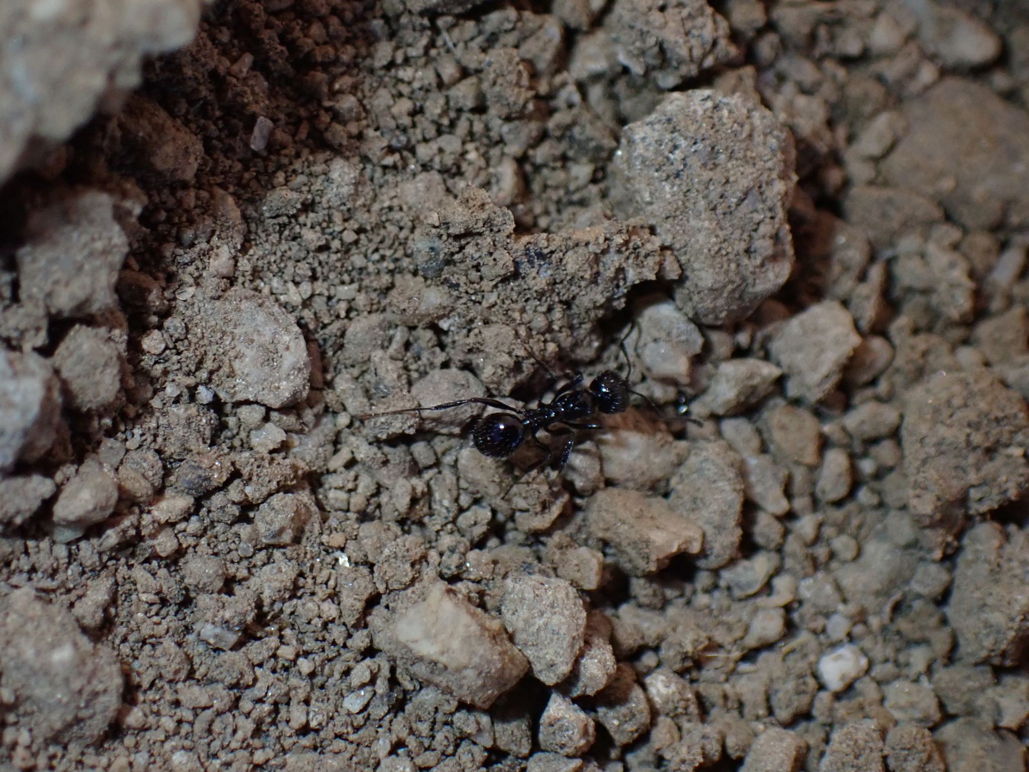 Aphaenogaster danba