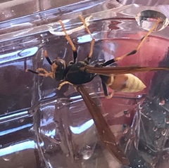 Polistes comanchus comanchus