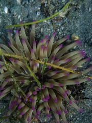 Condylactis aurantiaca